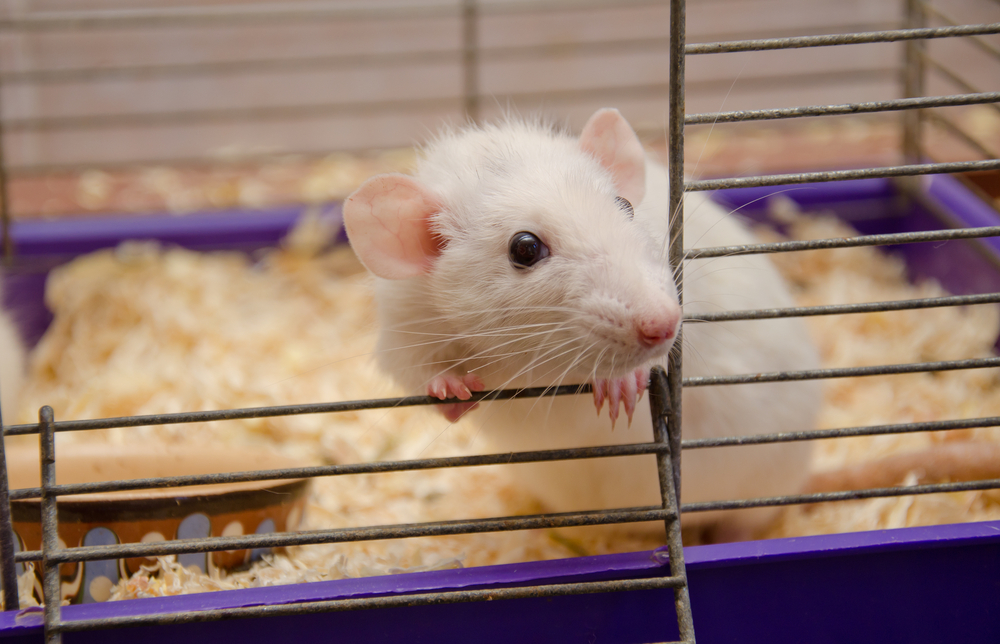 Cathepsin E, macrophages