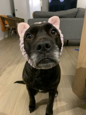 Humor and laughter | Amyloidosis News Today | Jaime's dog Dakota looks up at her wearing pink bunny ears.