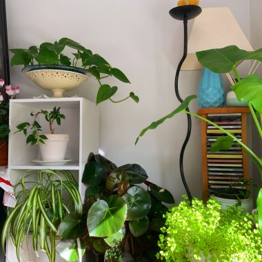 plants | Amyloidosis News Today | A corner of Jaime's home features several of her houseplants, which are all green and thriving.