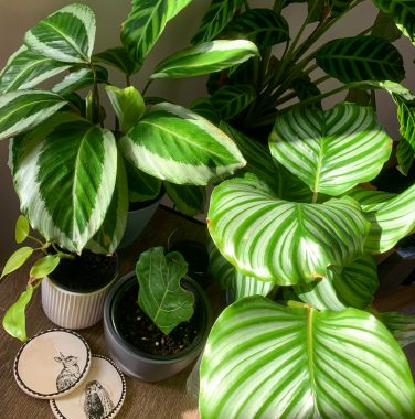 plants | Amyloidosis News Today | Several striped Calathea houseplants sit on a table in Jaime's home.
