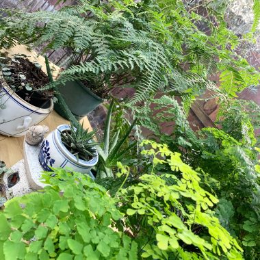 plants | Amyloidosis News Today | Jaime's backyard is filled with green, blooming plants.