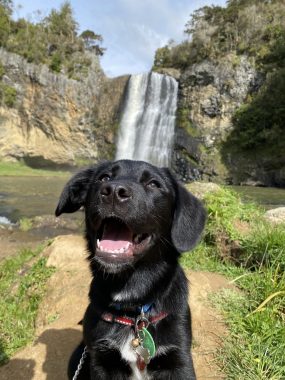 loss of a husband | Amyloidosis News Today | photo of the puppy Akira outdoors, with a waterfall behind her
